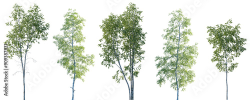 Set of Betula pendula and Betula populifolia (known as the grey birch) trees frontal set isolated png in sunny daylight on a transparent background perfectly cutout