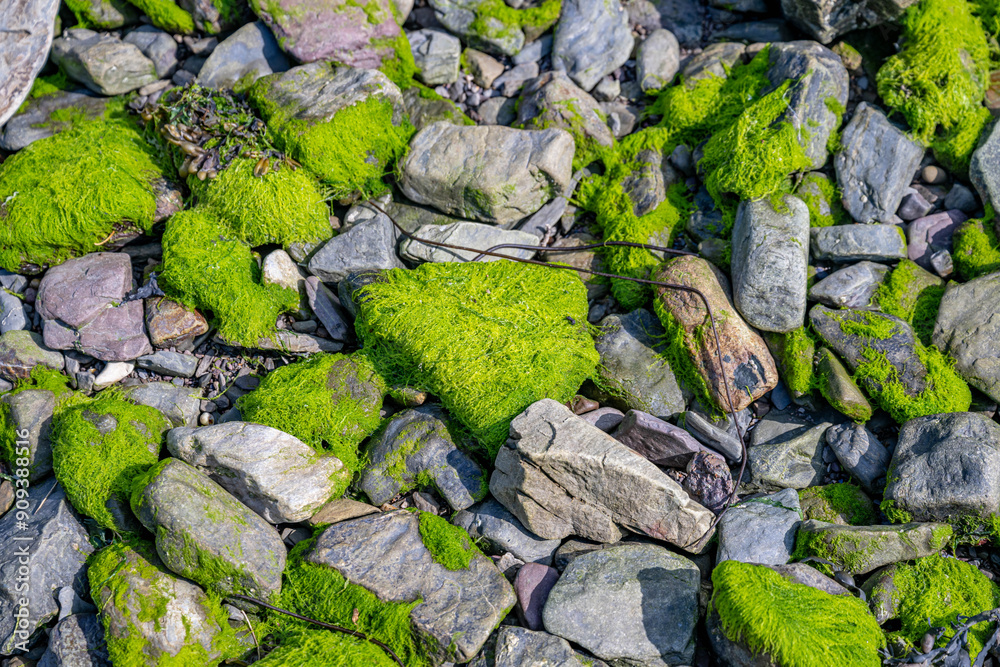 stone and moss stone and moss