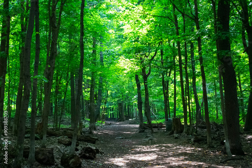 Walk in the forest
