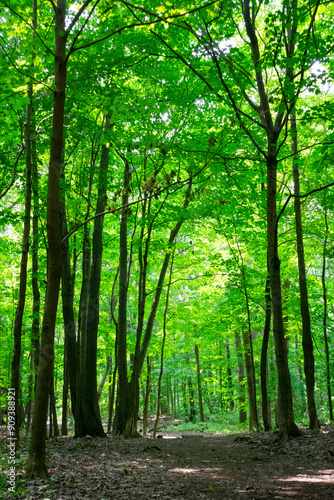 Footpath in the forest