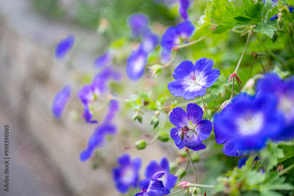 flowers blooming flowers blooming
