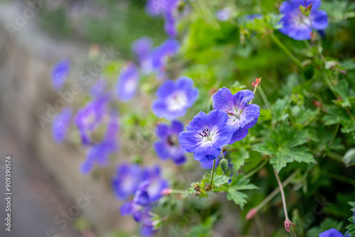 flowers blooming