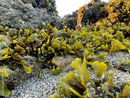 Closeup of Bladder Wrack or Fucus vesiculosus seaweed on the beach of the White Sea