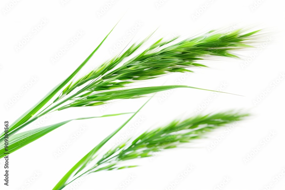 Vibrant green grass with a soft focus, perfect for nature themes and backgrounds, evoking freshness and tranquility. Vibrant green grass with a soft focus, perfect for nature themes and backgrounds, evoking freshness and tranquility.
