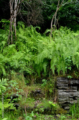 Bright green wild ferns overgrowing old blue stone house foundation and wall. Image taken in the summer with bright green ferns set against the blue stone grey stone foundation