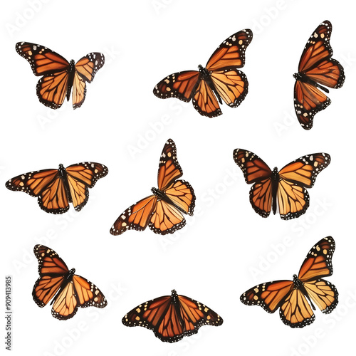 Beautiful Monarch Butterflies 