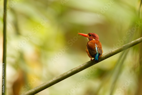 The Sulawesi dwarf kingfisher (Ceyx fallax) is a species of bird in the family Alcedinidae that is endemic to Sulawesi island, Indonesia. photo