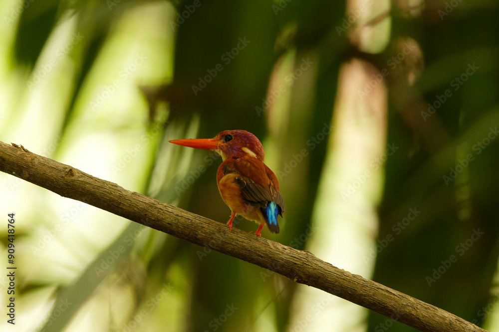 Φωτογραφία The Sulawesi dwarf kingfisher (Ceyx fallax) is a species of bird in the family Alcedinidae that is endemic to Sulawesi island, Indonesia