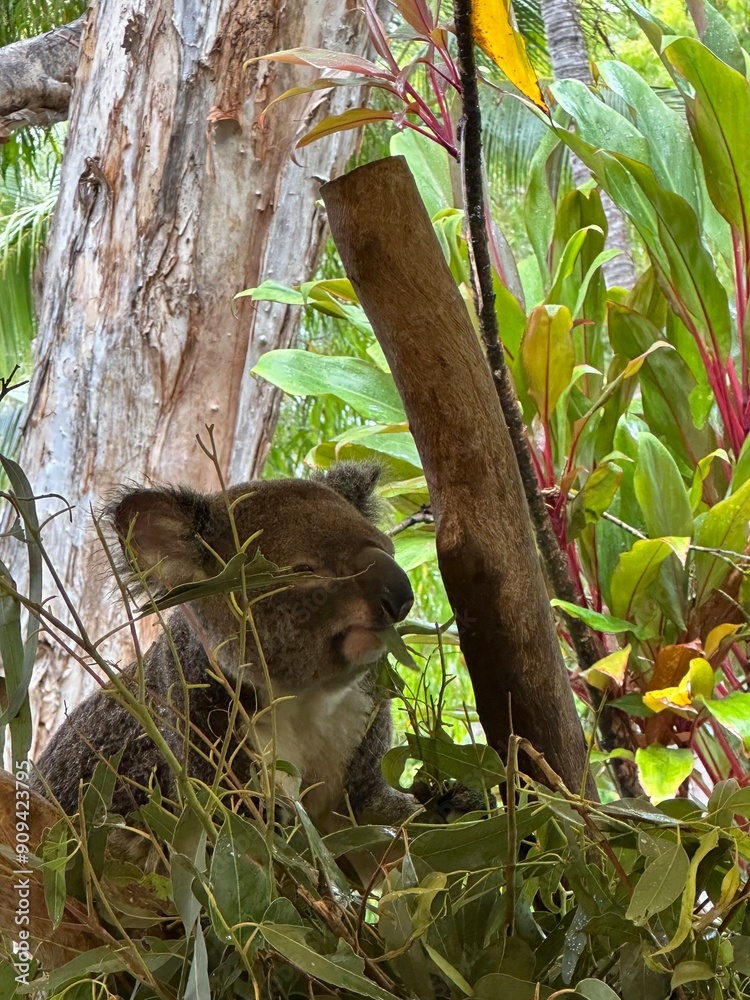 Photography koala in tree
