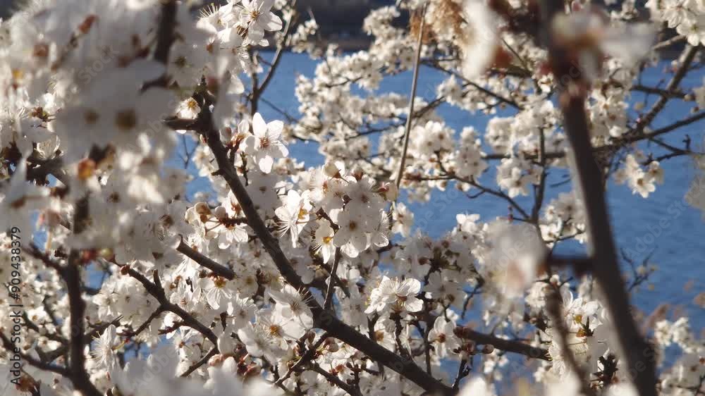 Blooming plum tree scenery with twigs full of gentle white flowers swaying in the spring wind Blooming plum tree scenery with twigs full of gentle white flowers swaying in the spring wind