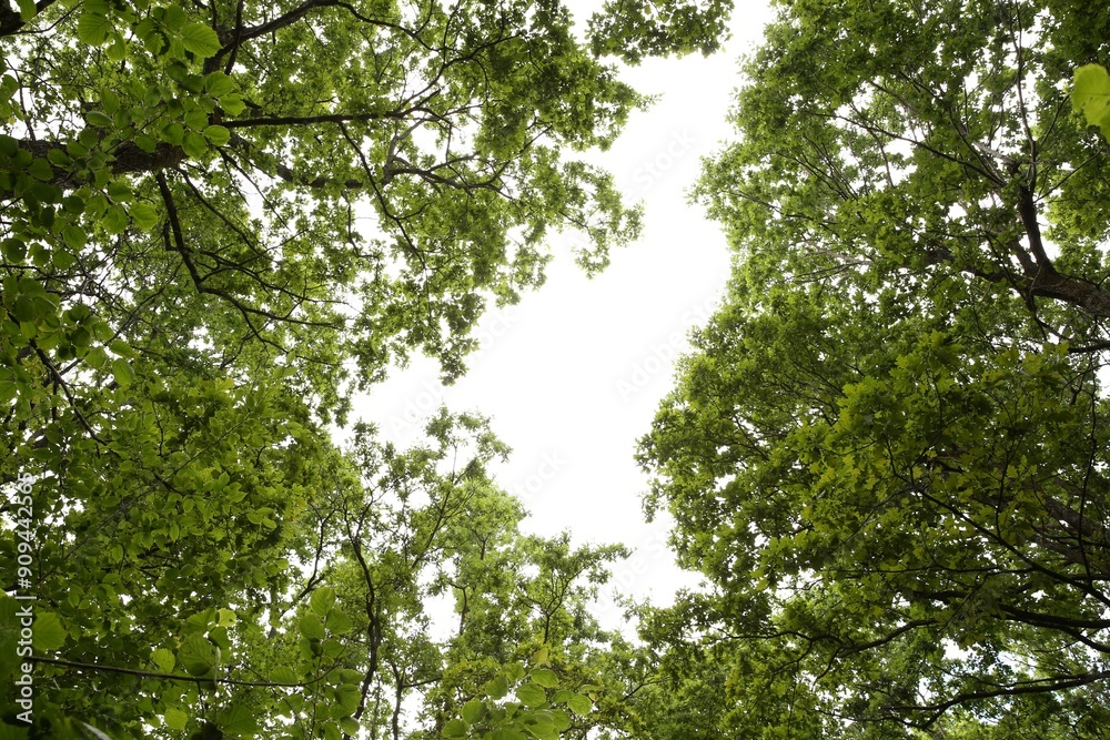 Beautiful green trees in forest, bottom view Beautiful green trees in forest, bottom view