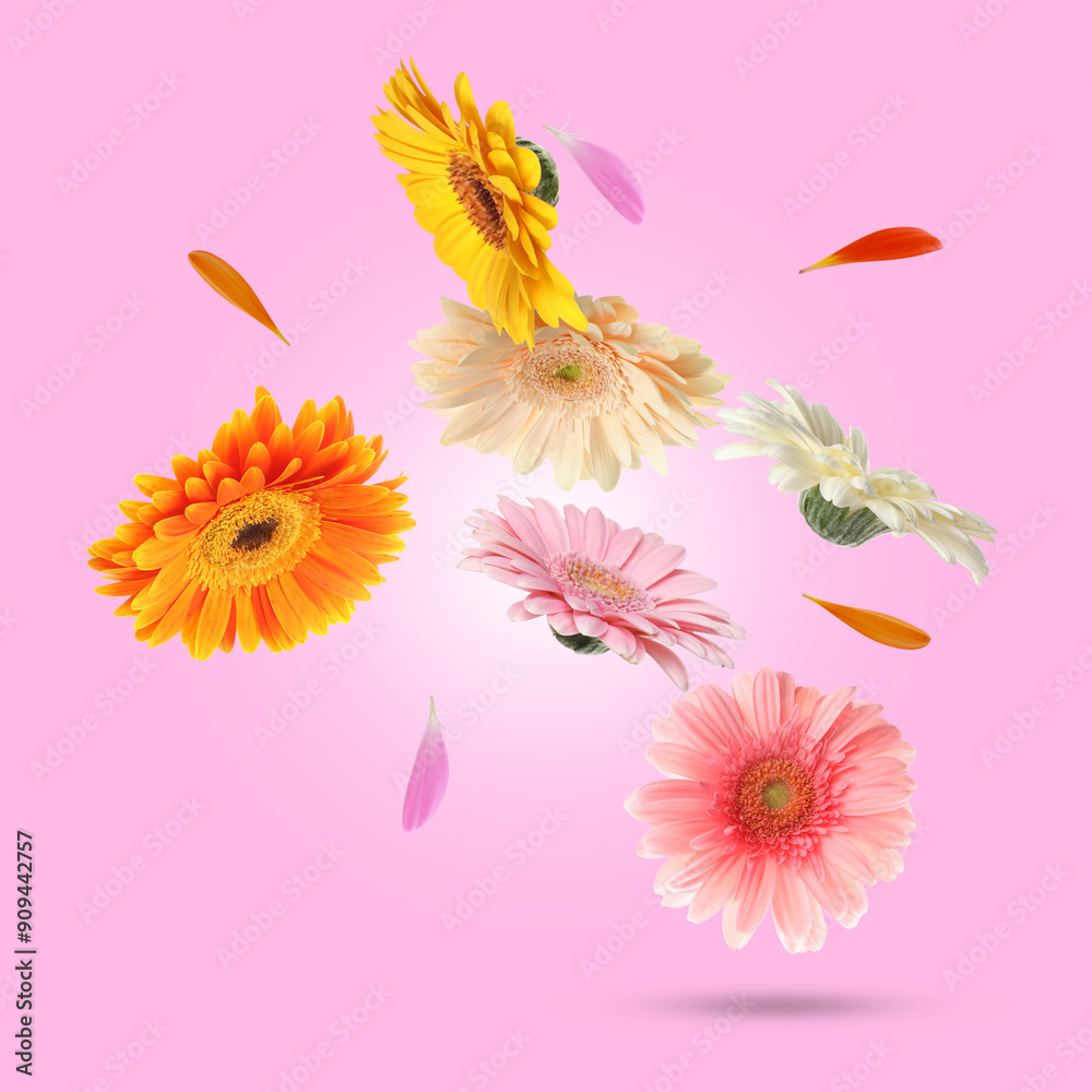 Colorful gerbera flowers in air on pink background Colorful gerbera flowers in air on pink background