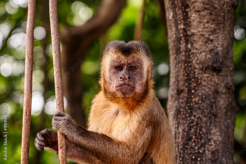 Naklejka premium Macaco Prego