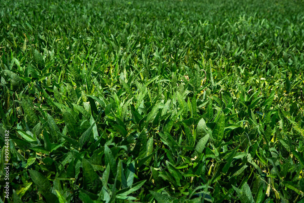 Close-up of rows of industrial green soybeans bushes for animal feed growing in a farmers field in the Midwest in mid summer Close-up of rows of industrial green soybeans bushes for animal feed growing in a farmers field in the Midwest in mid summer