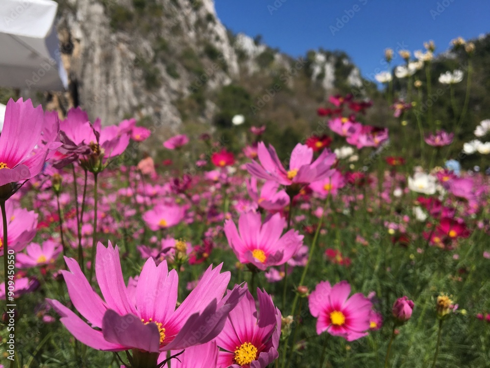 Obraz premium this is the cosmos flowers near my home