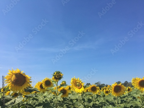 the sunflowers and blue sky
