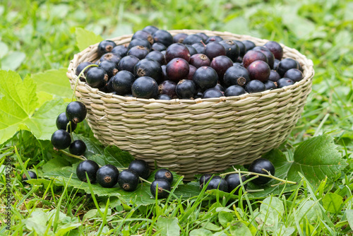 In a wicker bowl on the grass there is a fresh, ripe, delicious black currant.