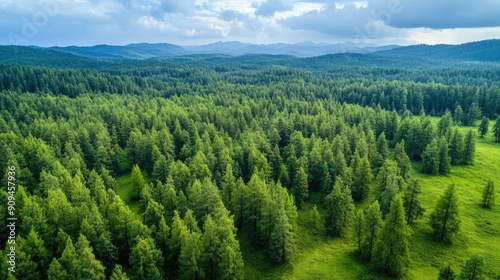 Top view of the rural Altai landscape with dense green forest and trees, captured from a drone to highlight the natural beauty of the region
