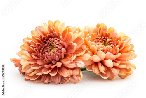 Chrysanthemum isolated on a white background photo