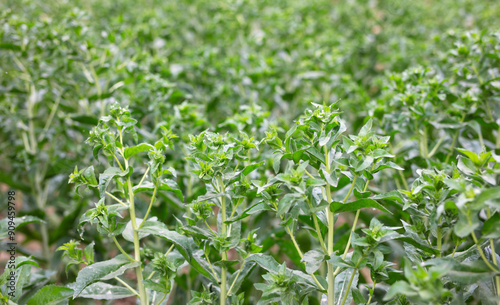 Valokuva Planting safflower in Chinese medicine
