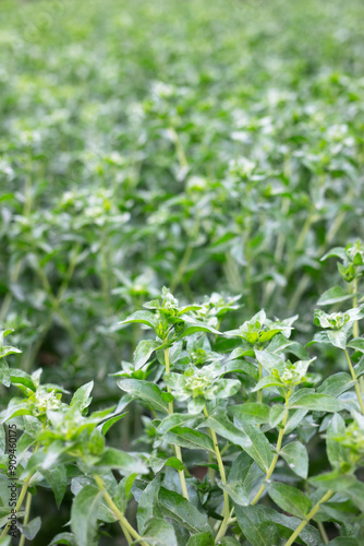 Valokuva Planting safflower in Chinese medicine