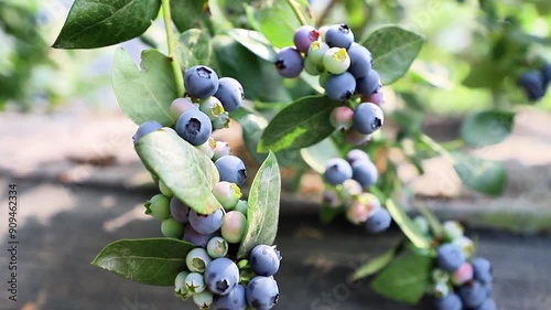 Blueberries growing in the field, then packaged for sale.