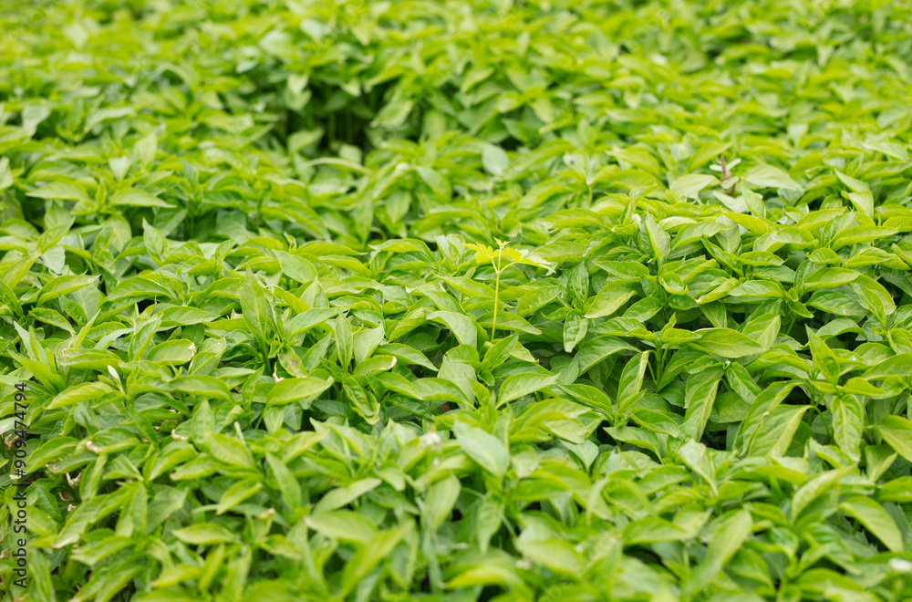 Cultivated pepper seedlings in the fields Cultivated pepper seedlings in the fields