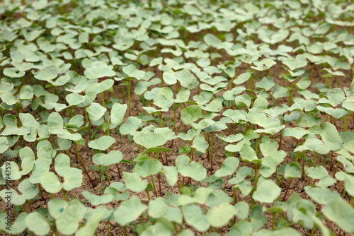 Well-growing cotton seedlings in farmland