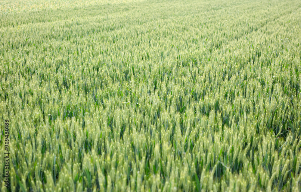 Green wheat growing well in farmland Green wheat growing well in farmland