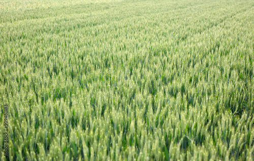 Green wheat growing well in farmland