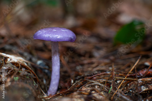 Viscid violet cort from Massachusetts  photo