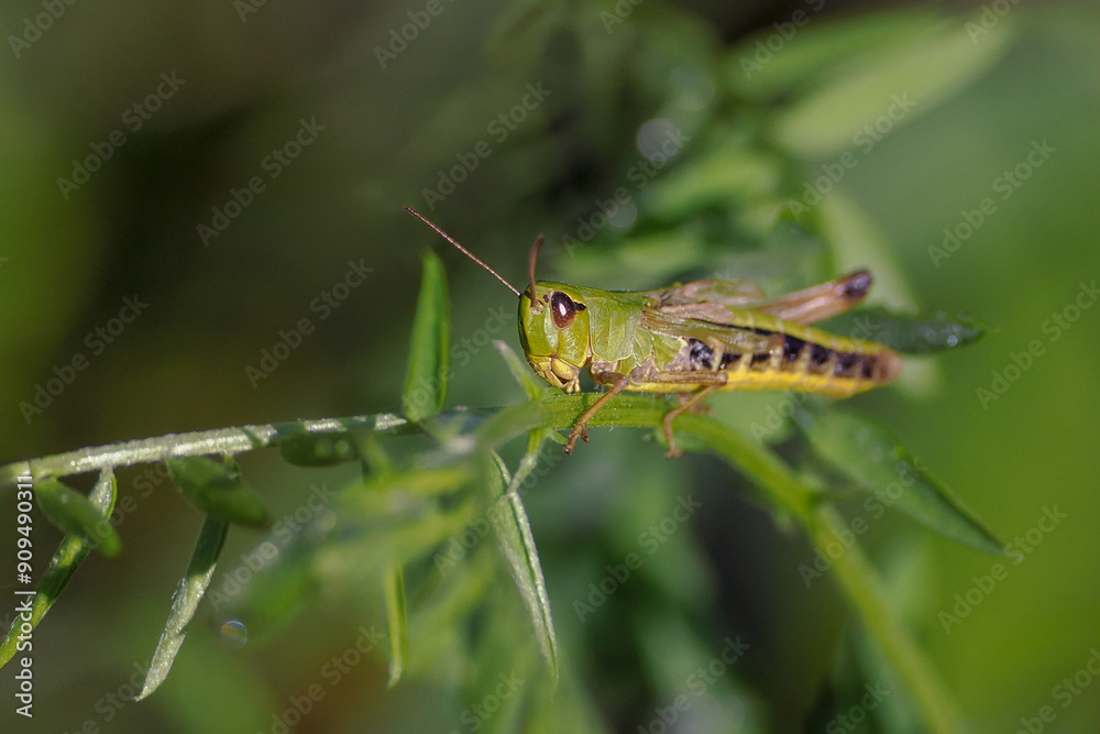 Φωτογραφία Tettigonia viridissima - a species of straight-winged insect from the grasshopper family Tettigoniidae