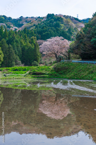 一本桜 photo