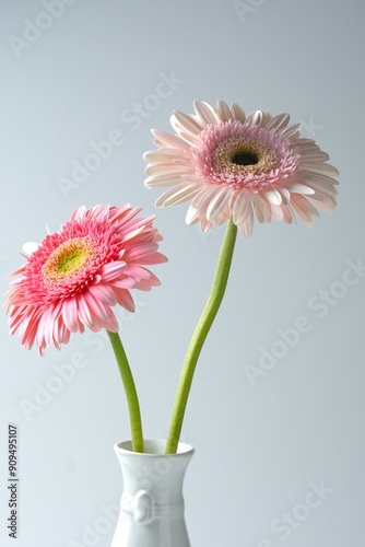 Garbera, herbras or gerbera flowers on white background. Empty space for text or flowers background for design. Bunga photo