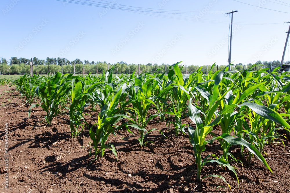 Naklejka premium Corn crops growing in summer
