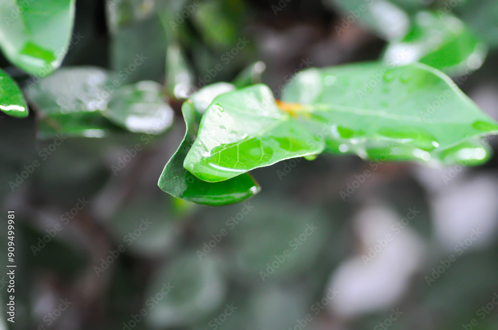 ficus pumila or climbing fig or MORACEAE and dew drop ficus pumila or climbing fig or MORACEAE and dew drop