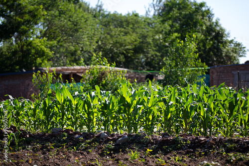 Corn crops growing in summer