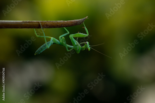 green mantis on a leaf branch photo