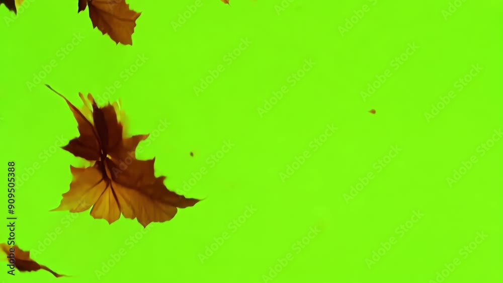 With each gust of wind leaves break free from their treetops creating a swirling and fluttering dance in the crisp autumn air. Green screen chromakey