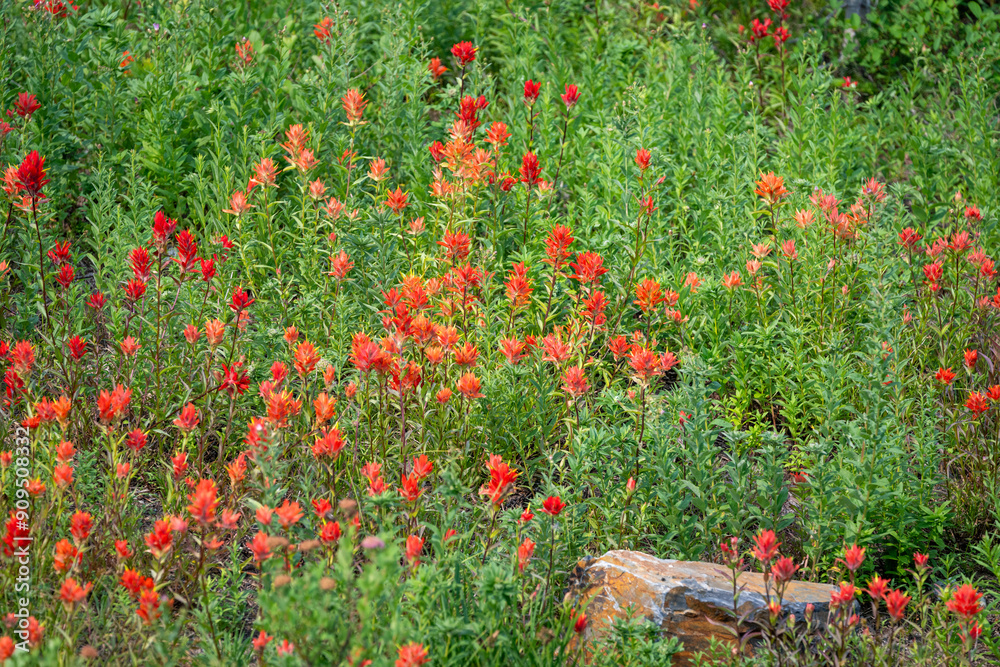 Φωτογραφία Closeup of bright orange flowers of Scarlet Paintbrush in a subalpine meadow, Pa