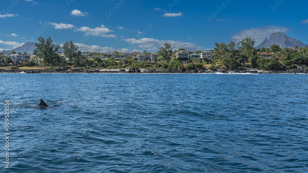 Φωτογραφία The dorsal fin of a swimming dolphin is visible above the surface of the blue ocean