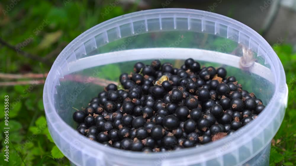 Close up static shot of plastic basket full of blackberries, Latvia Close up static shot of plastic basket full of blackberries, Latvia