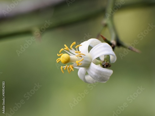 lime flower with blur background photo