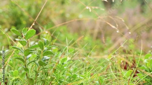 Red bearberry growing in the wild on green meadow. Close up view of berries in grass and moss. Boyanical motion.Autumn season photo