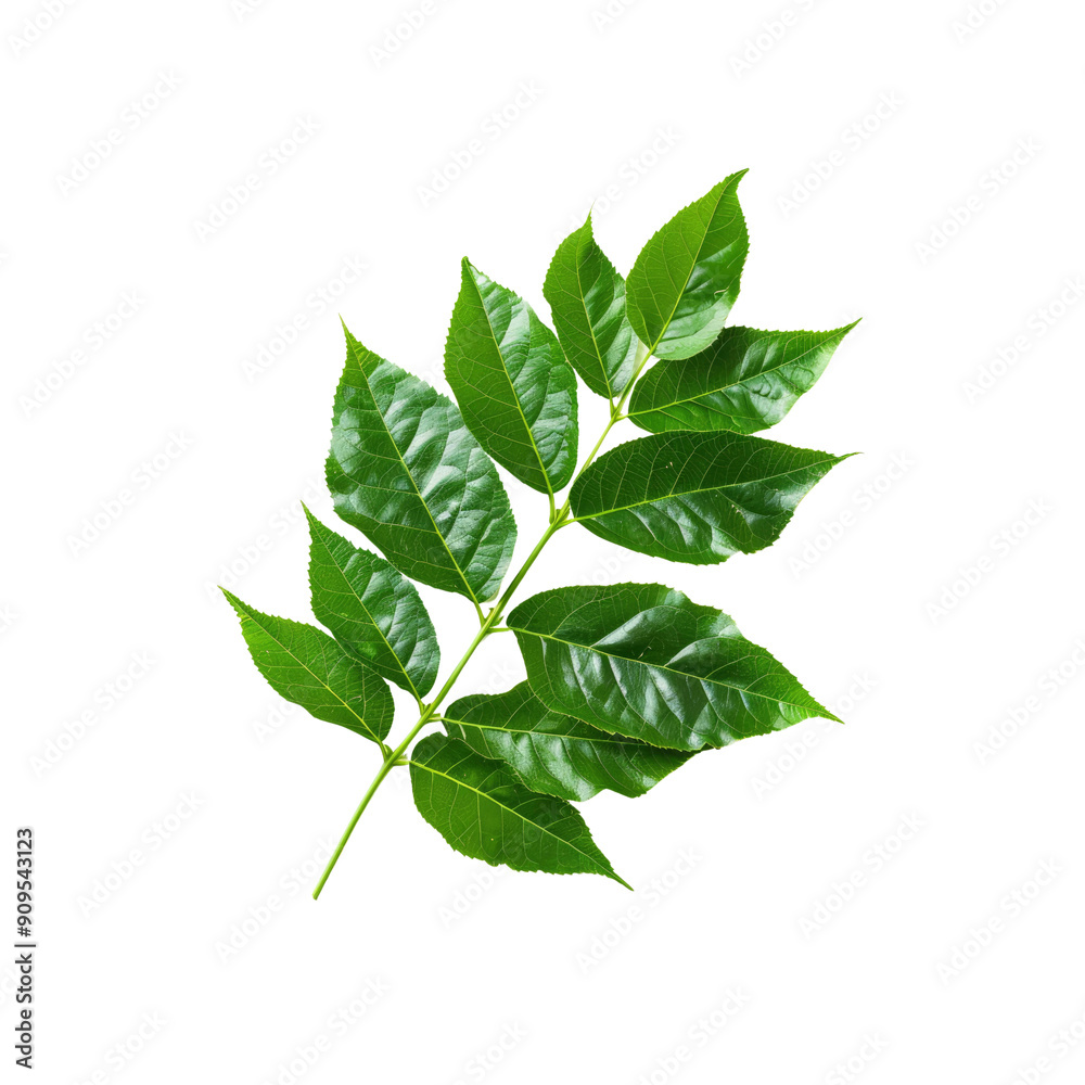 Fototapeta premium Euonymus Leaves, Isolated On A White Background