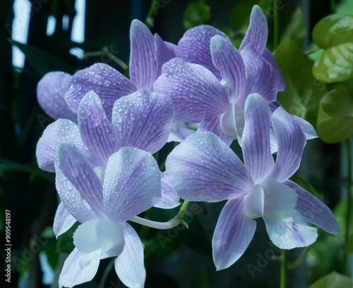 Beauty Full bloom purple Dendrobium orchid flower in summertime.