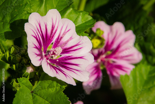 ゼニアオイの花 photo