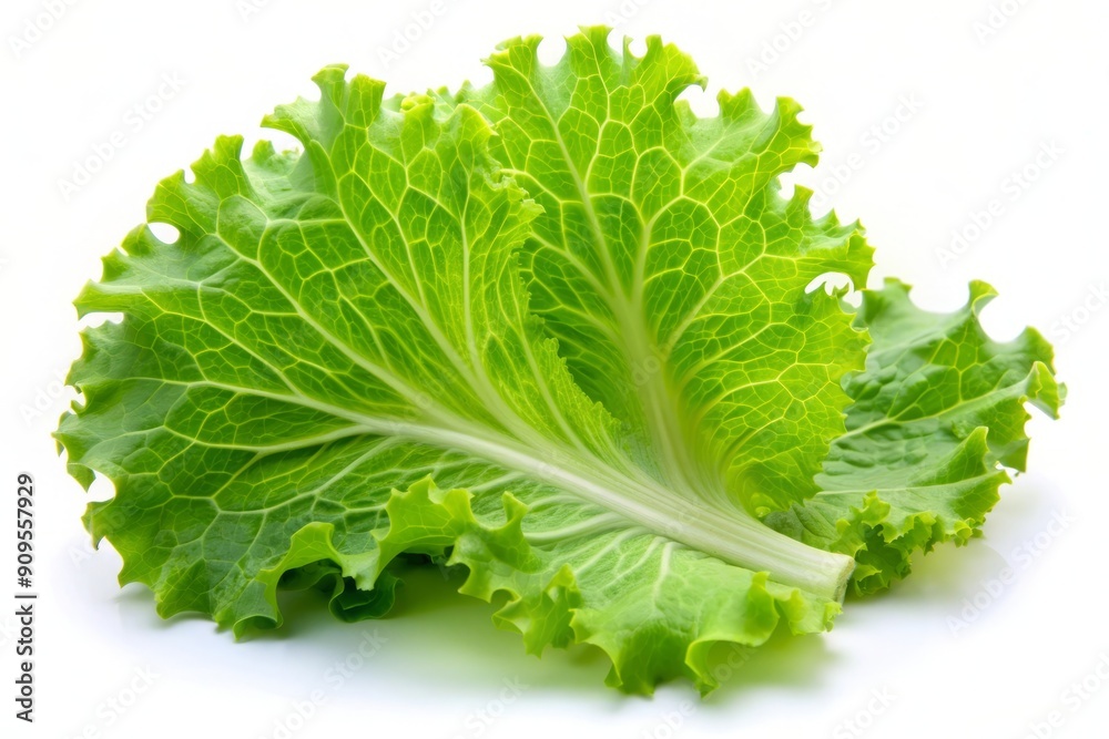 Fresh Green Lettuce Leaf Isolated on White Background. Fresh Green Lettuce Leaf Isolated on White Background.