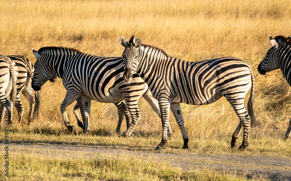 Zebras are African equines with distinctive black-and-white striped coats Zebras are African equines with distinctive black-and-white striped coats