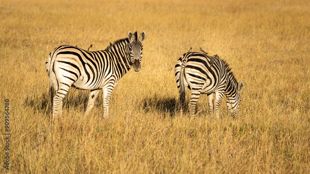 Obraz premium Zebras are African equines with distinctive black-and-white striped coats